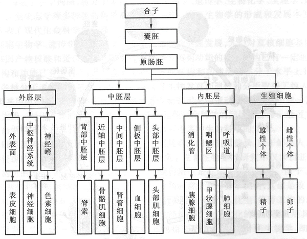 发育生物学期末复习 知乎