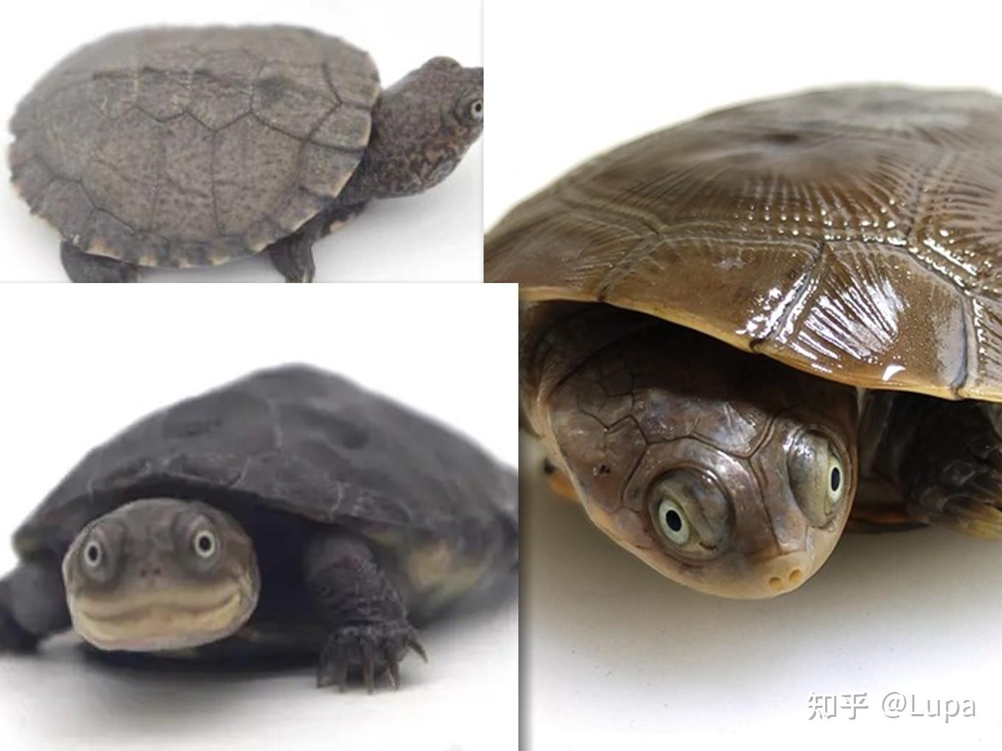黑颈乌龟、广东草龟、黑颈草龟 - 养龟吧