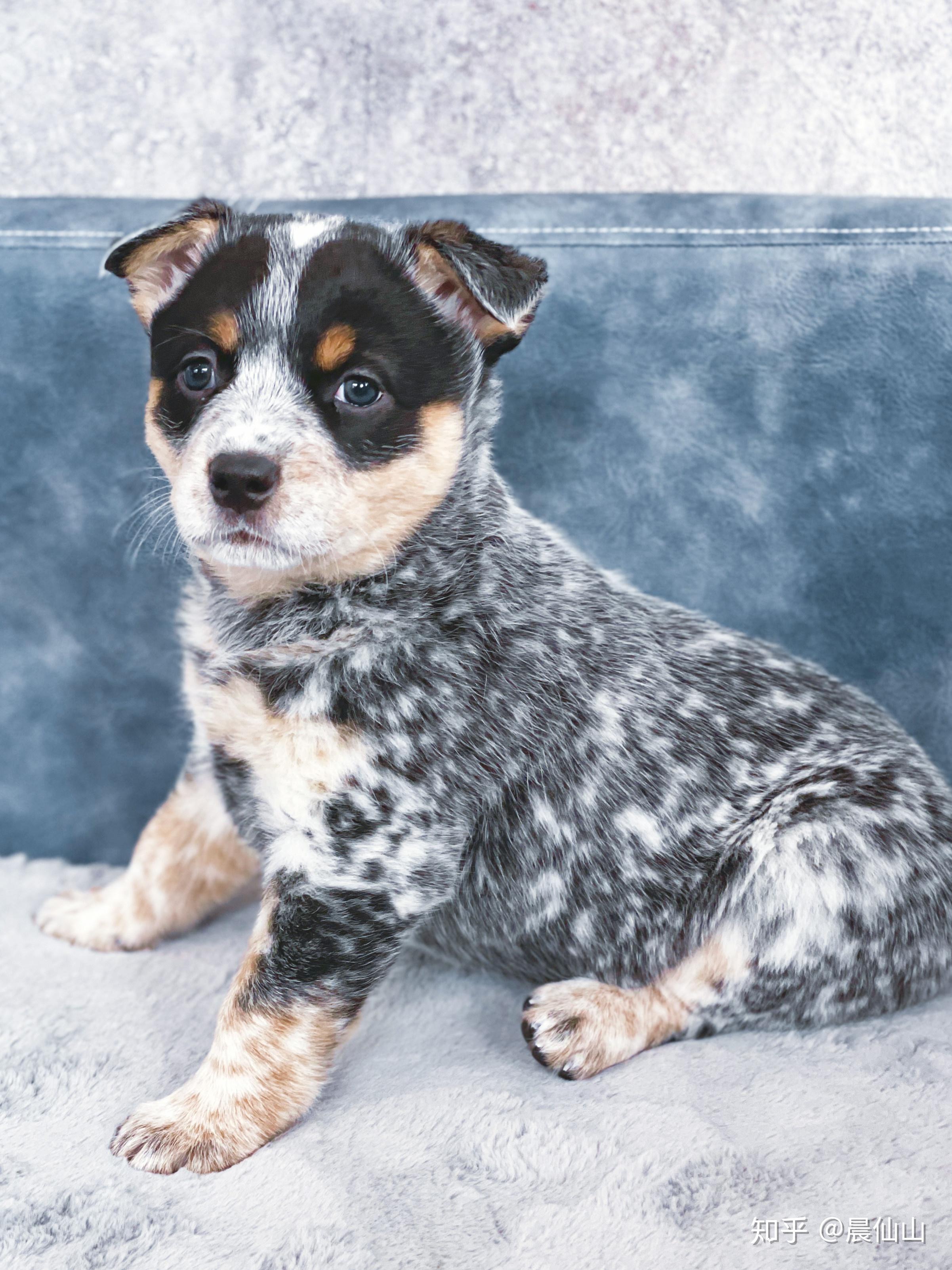 仙山澳洲牧牛犬幼犬展示