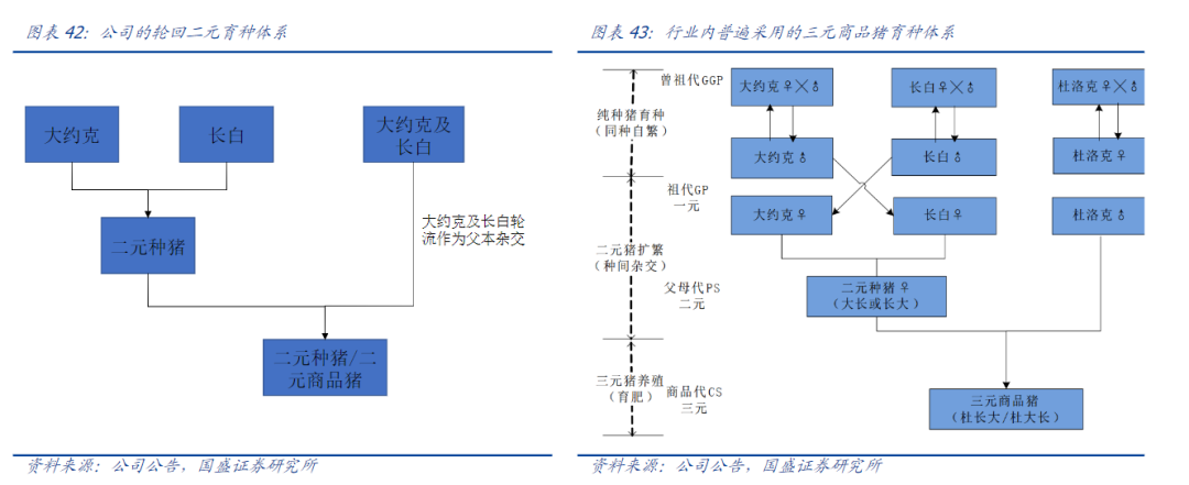牧原股份"轮回二元育种体系"技术优势深度分析