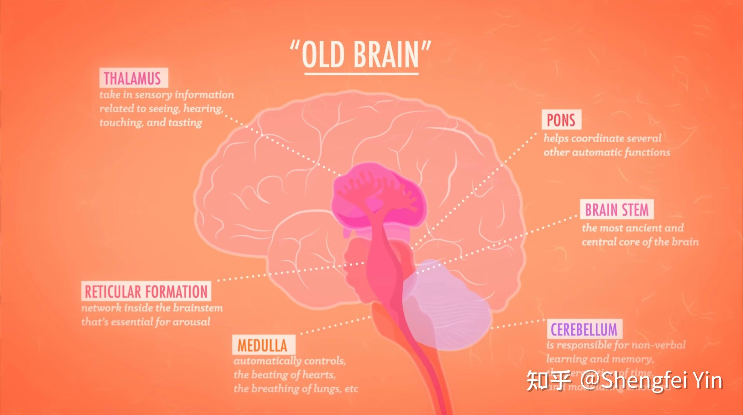 Know Your Brain Crash Course Psychology 4 知乎