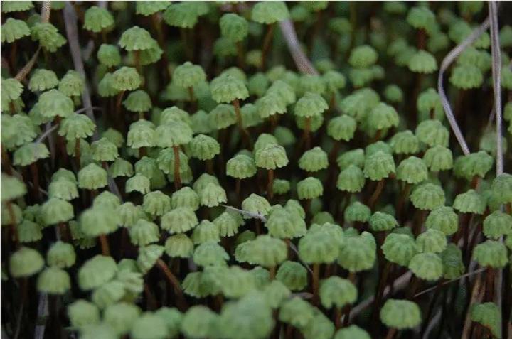 【地球生物全系列——植物篇】植物界—地钱门 - 知乎