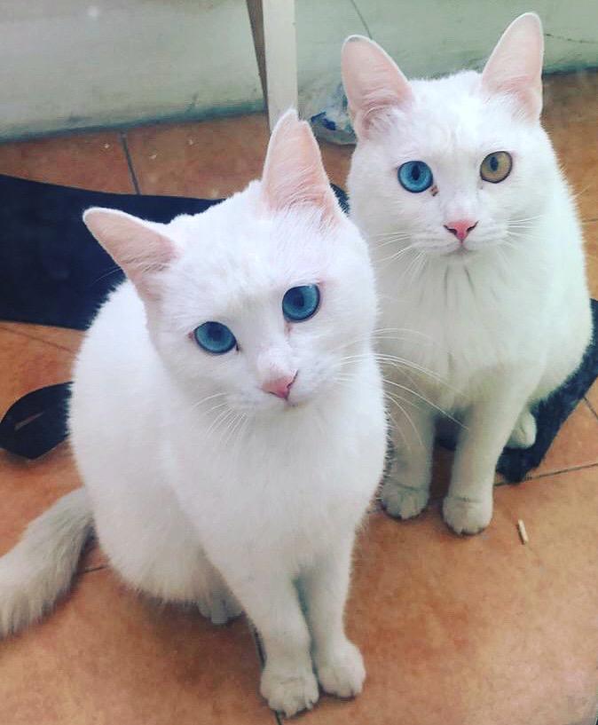 没有条件养猫 关注搞猫呢 云养猫不迷路嗷 知乎 没有条件养猫 关注搞猫呢 云养猫不迷路嗷 知乎