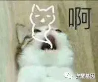 B型血的小母猫可不能找老公 不可触碰的猫血型 知乎