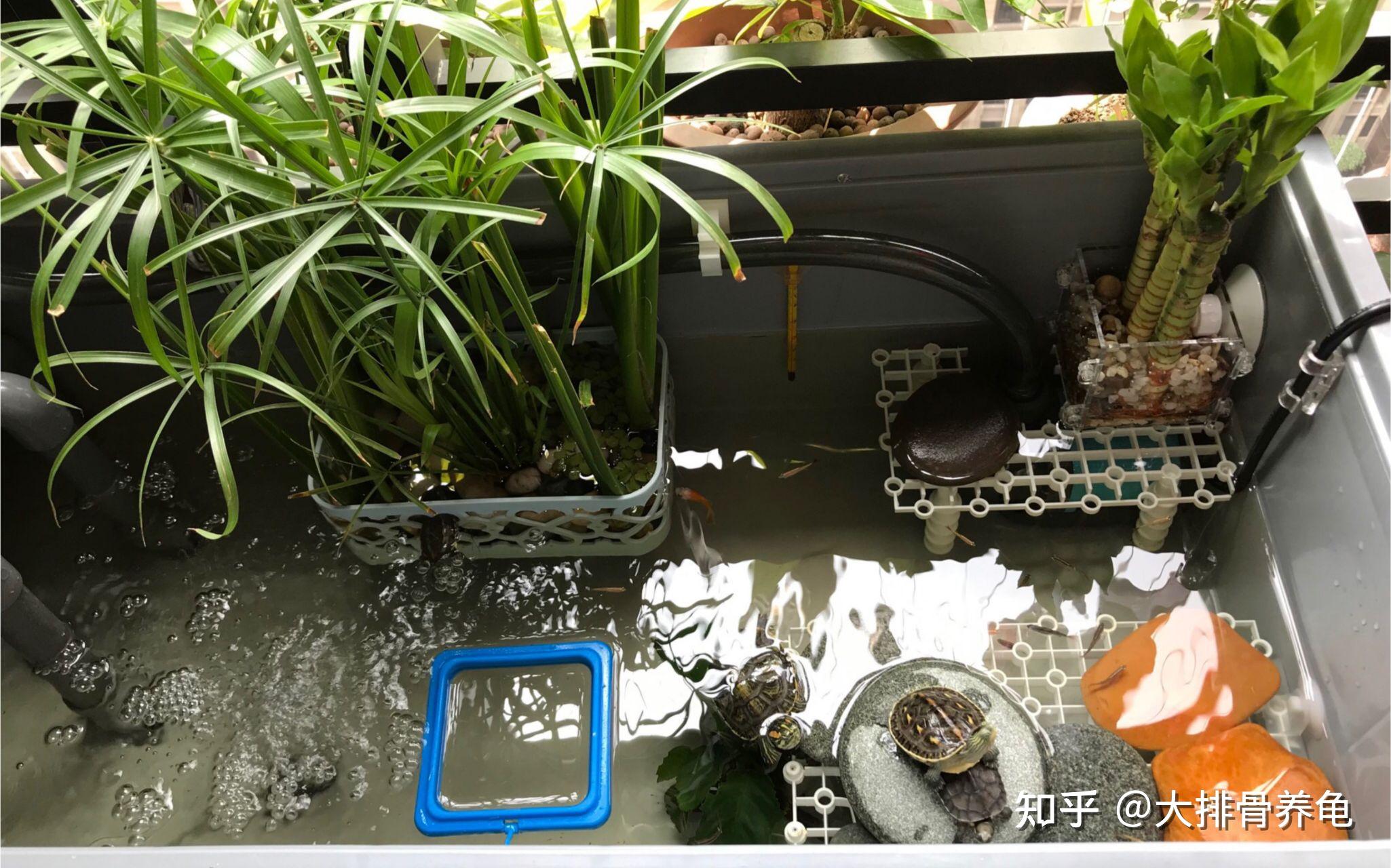 以及乌龟怎么过冬比较好? - 知乎