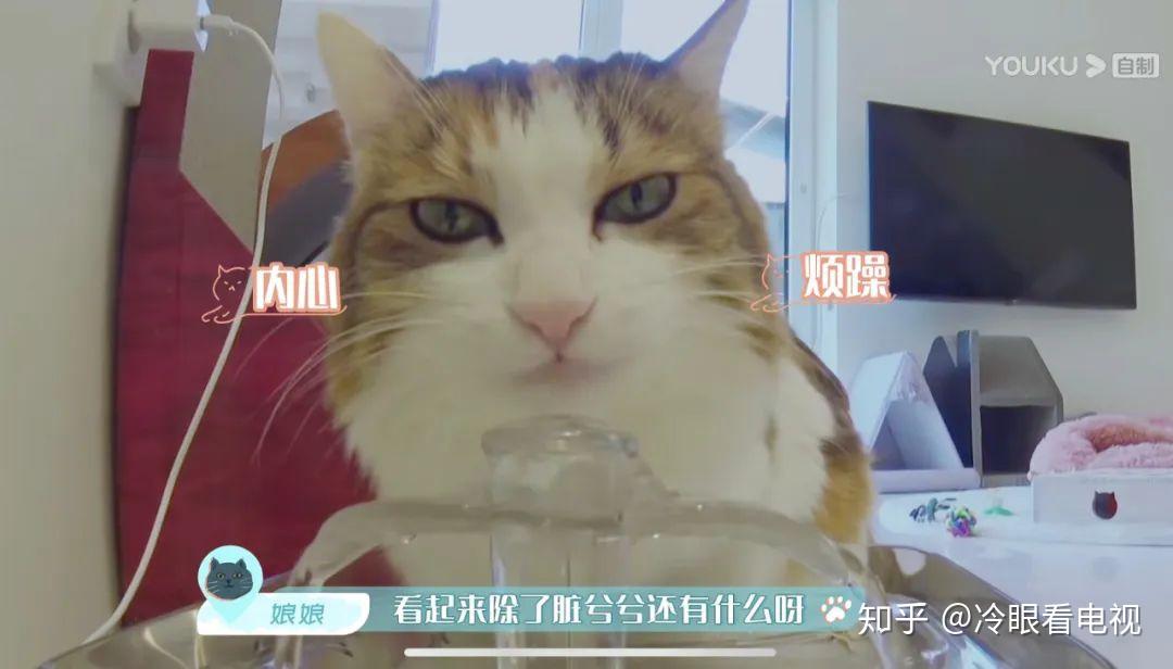 怎么看小猫有没有配上 v2-1f85dab55a222bfdfcd7e394e11af2a4_r.jpg