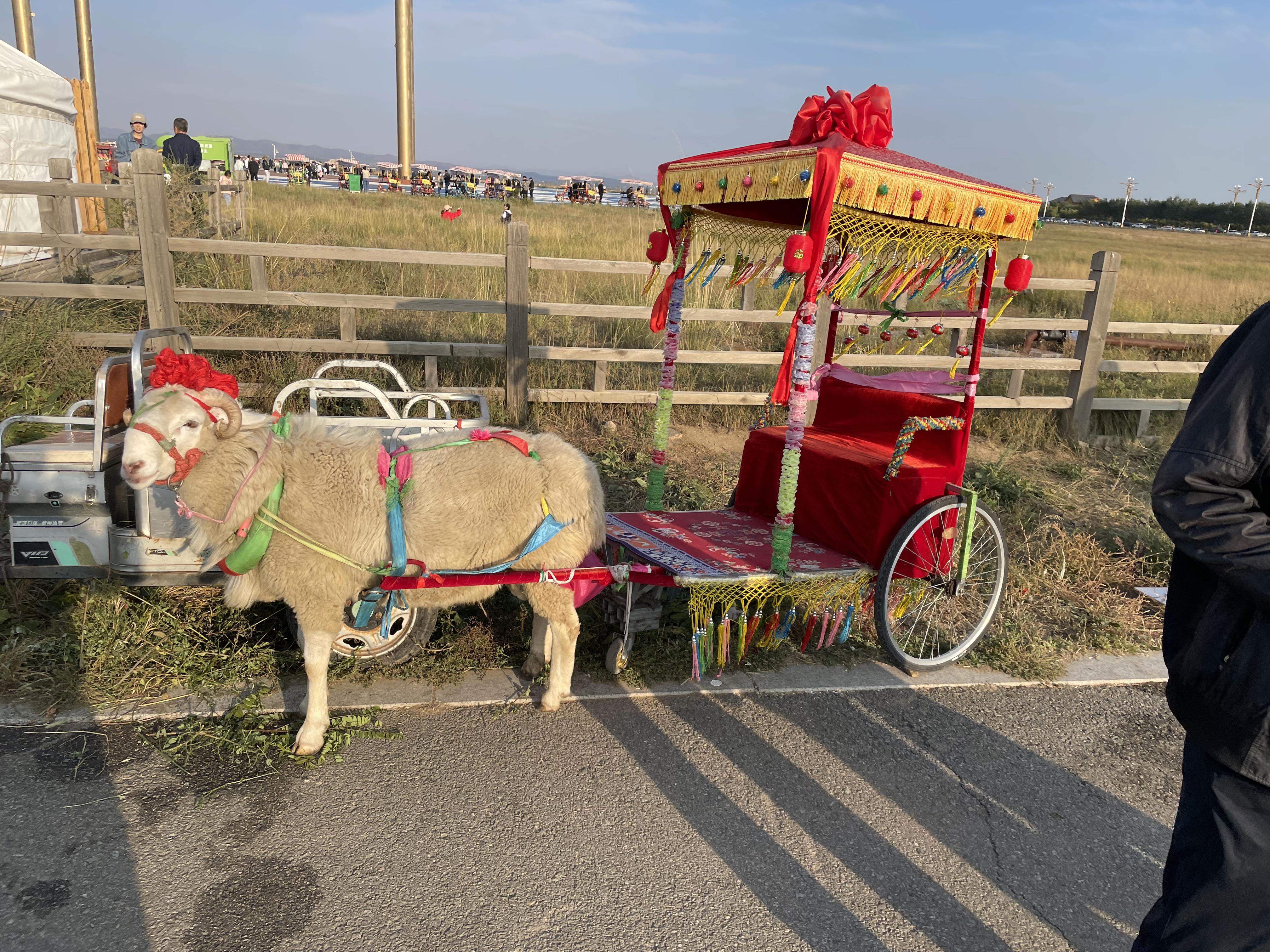 秦始皇帝陵陵西墓葬发现罕见 6 只绵羊羊车,古人为何用羊拉车?