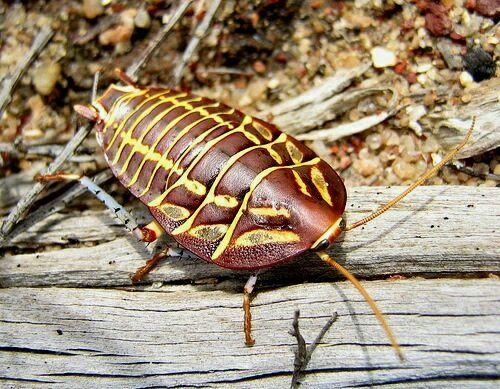 有哪些好看的蟑螂? - 知乎