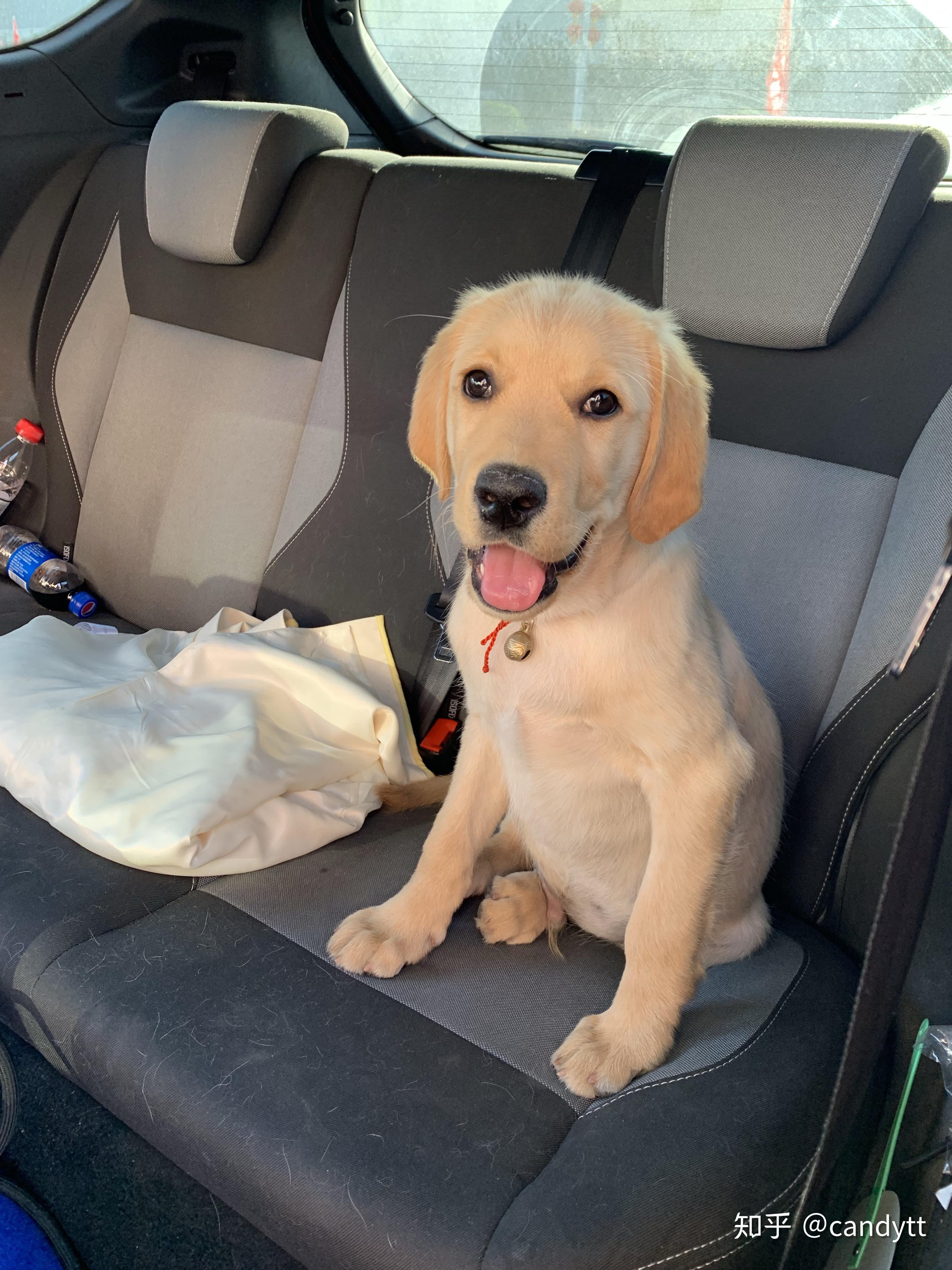 一只拉布拉多的成长日志4与蛋黄斗智斗勇的日子