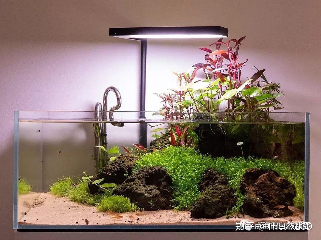 分享一些最近收藏的中小型生态造景缸的美图