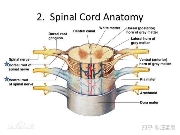 脊髓对人体有多重要 脊髓容易出现哪些症状 知乎