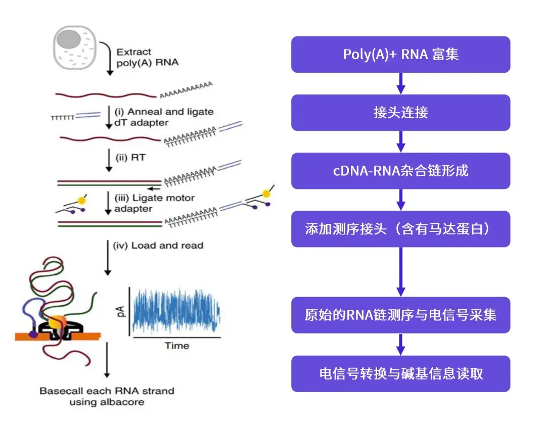 贝瑞科技Direct RNA测序技术:为同步解析 RNA 修饰、poly (A) 调控全景图等提供突破性视角 - 知乎