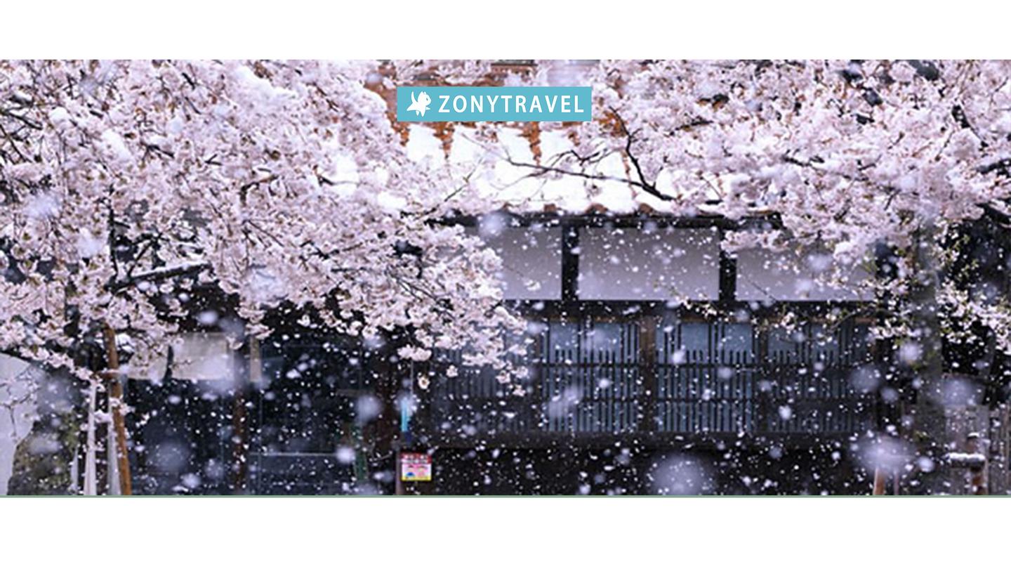 北海道赏樱 五月 去看日本最后一场樱 知乎 北海道赏樱 五月 去看日本最后一场樱 知乎