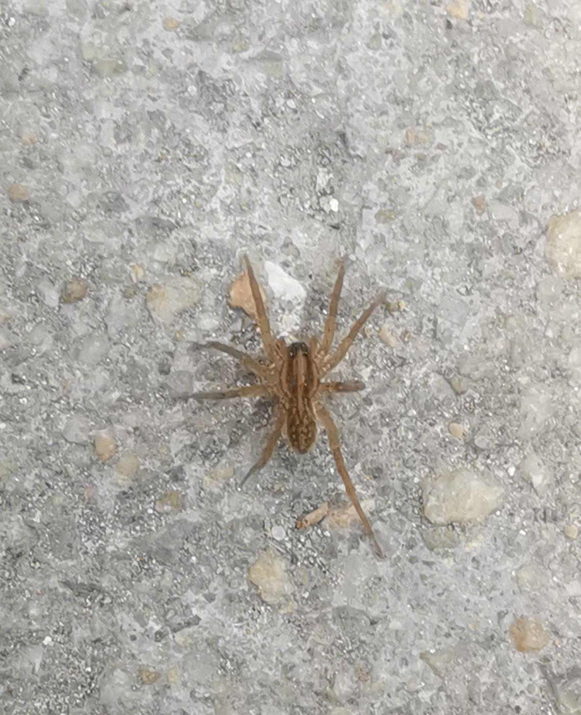 请问家里这种常见的小蜘蛛叫什么名字?