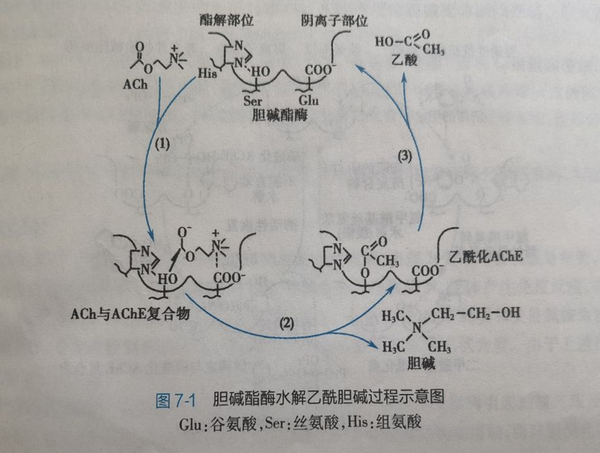 抗胆碱酯酶药 - 知乎