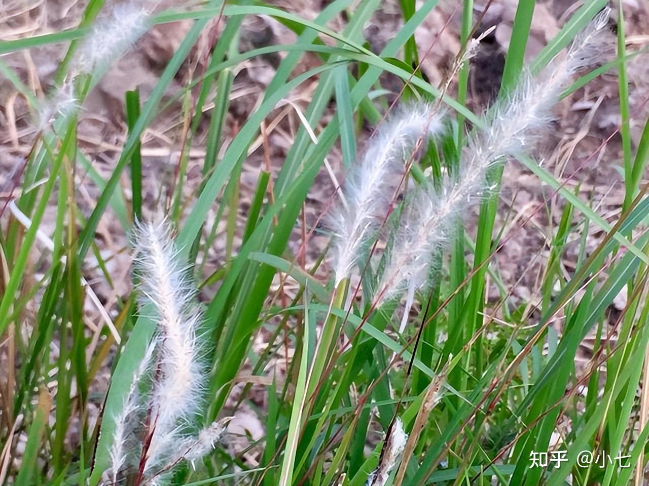鲜嫩可口,学名"谷荻",很多人吃过,却不知道名字