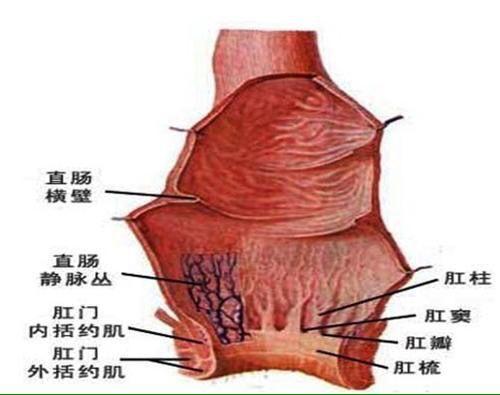 肛门里面的结构图片