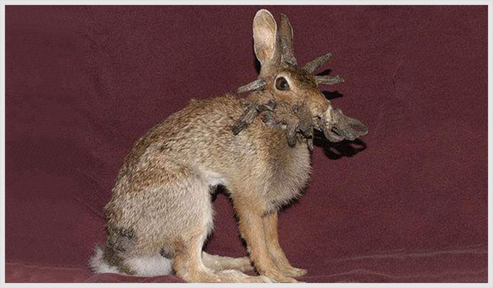 孙叔公科普鹿角兔的传说你听说过吗