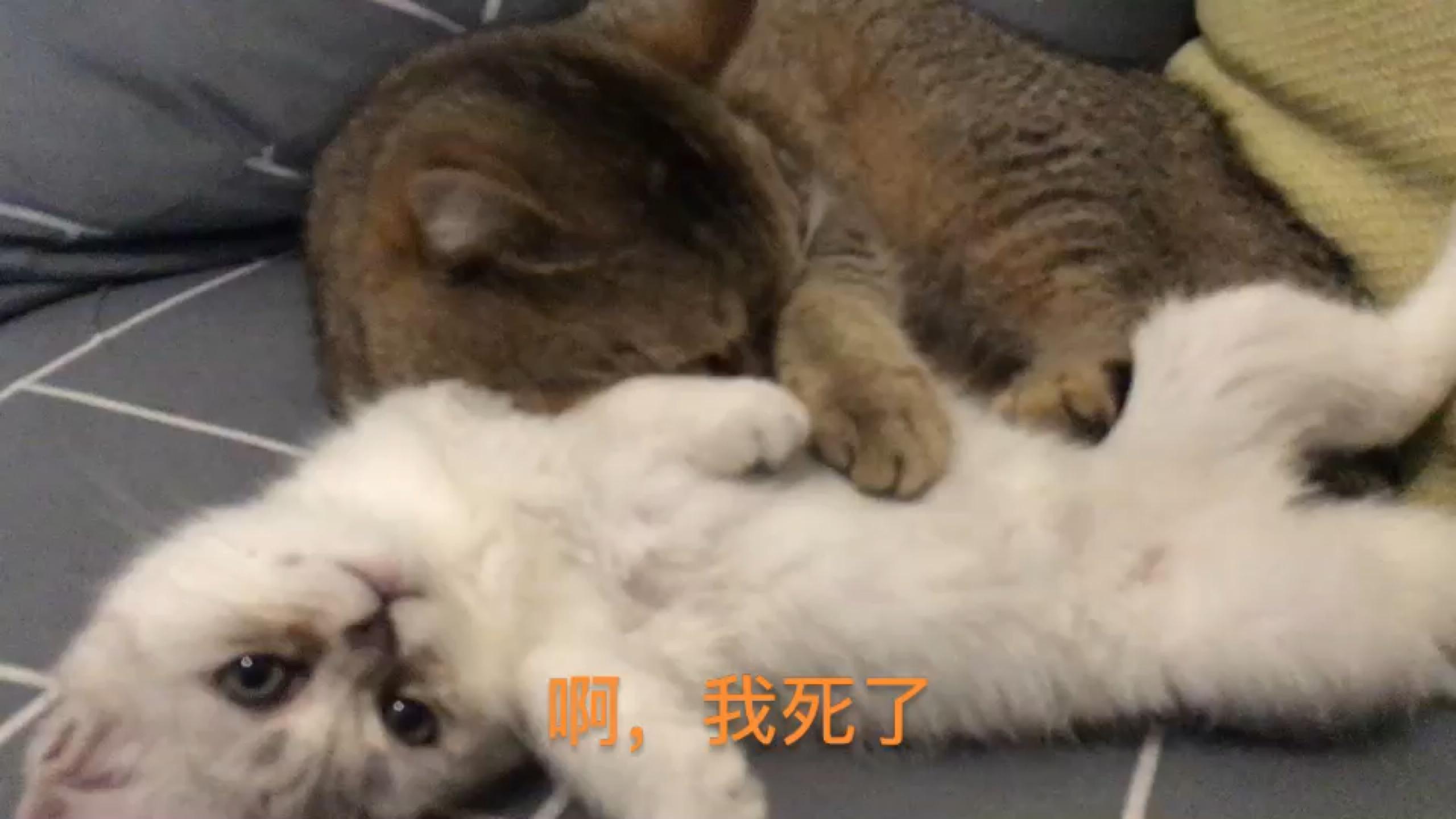 任人蹂躏,生无可恋!