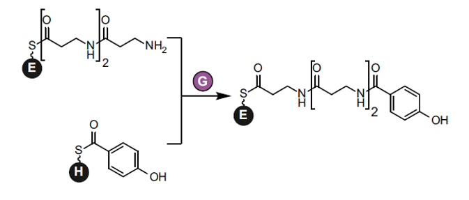 堆肥中的厌氧细菌如何通过神奇的化学反应合成强大的硫酰胺抗生素