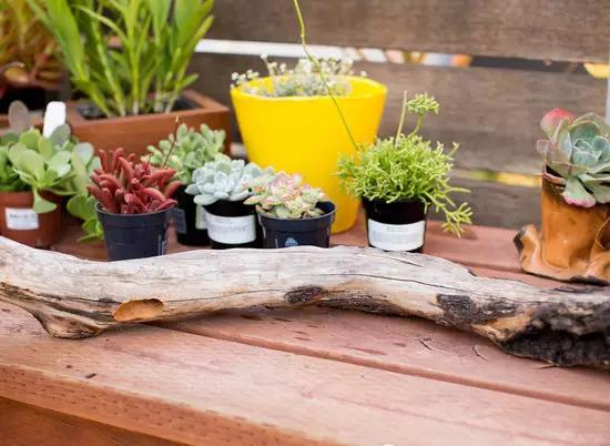 当木头遇到多肉 一次完美的邂逅 知乎 当木头遇到多肉 一次完美的邂逅 知乎