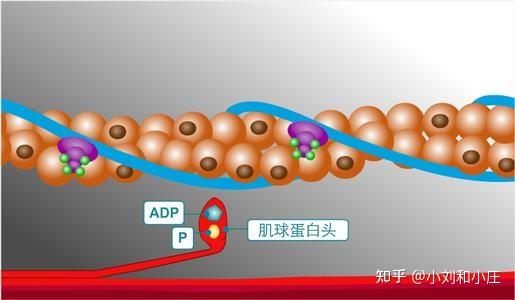 我们现在知道肌动蛋白和肌球蛋白相互作用形成肌动球蛋白复合体,产生