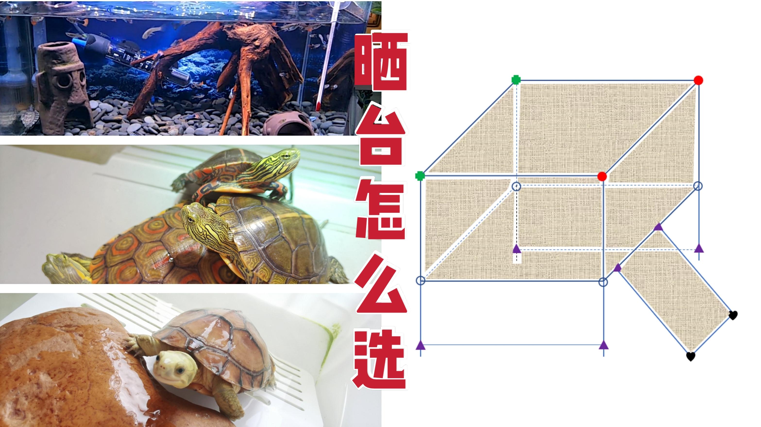 养龟晒台怎么选6款乌龟晒台优缺点分析总有一款适合你