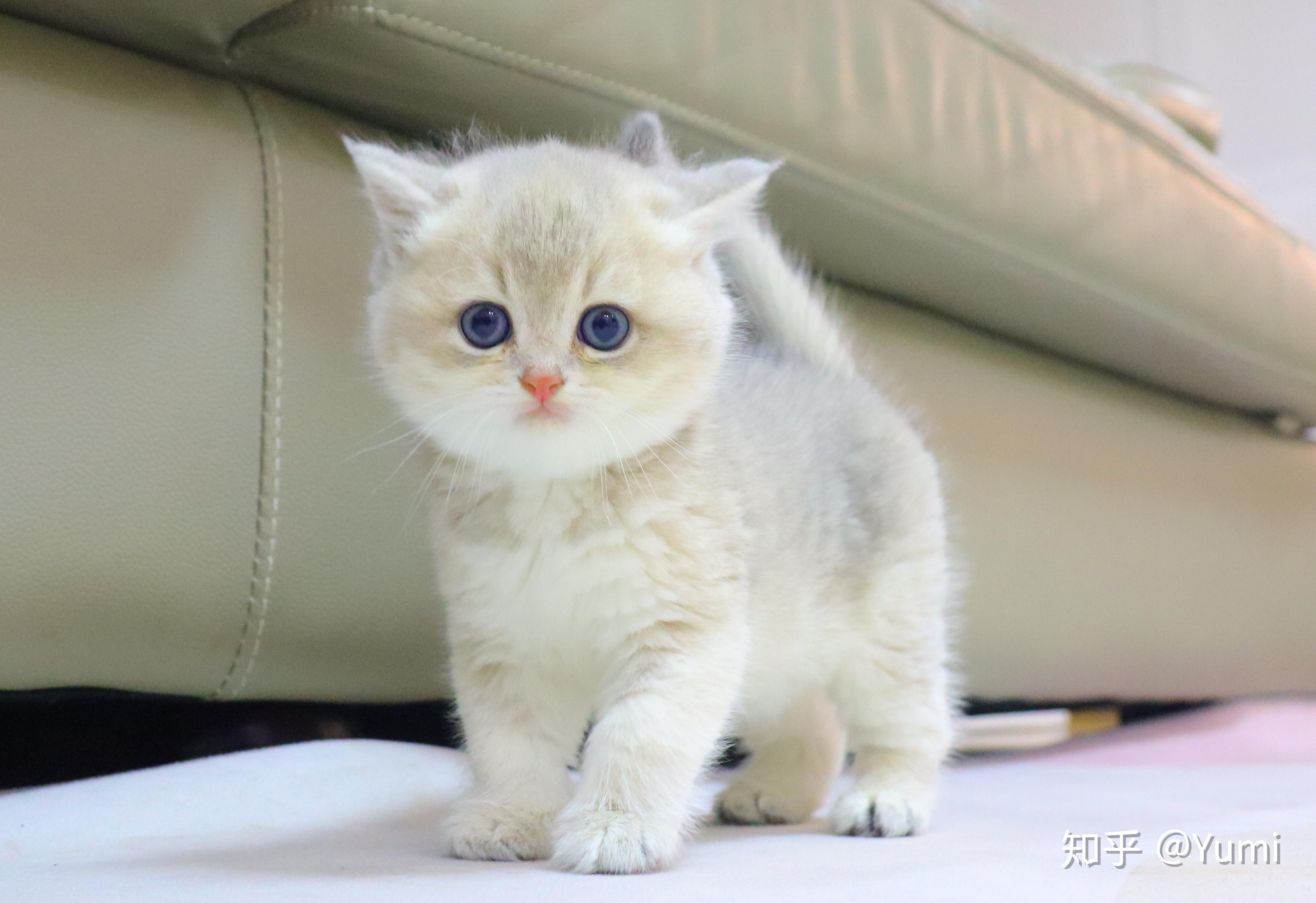 为什么很少有人讨论蓝金渐层