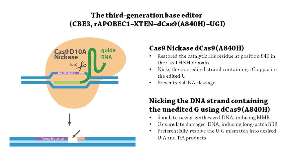cbe(cytidine base editing): c·g碱基对转变为t·a碱基对