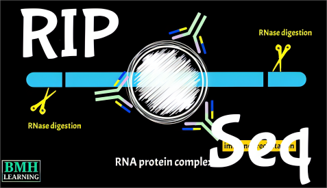 Ripseq 国自然热点 | RNA结合蛋白调控机制研究方法之RIP-seq - 知乎