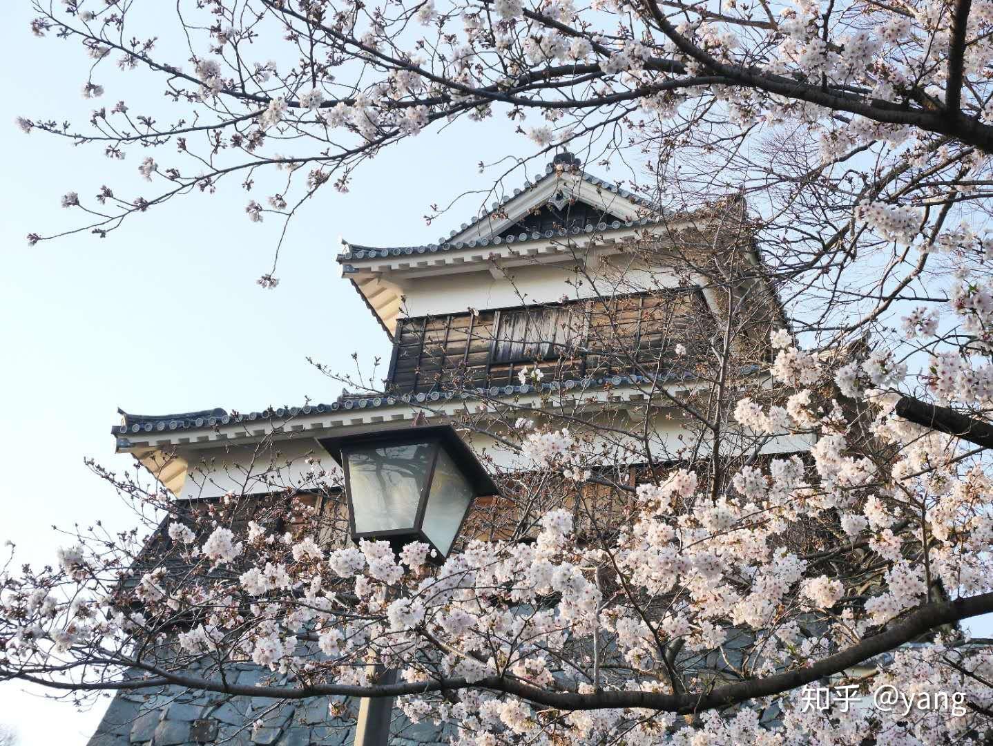 在樱花盛开,最美的时节看到心仪已久的熊本城,还有日落余晖为之衬托