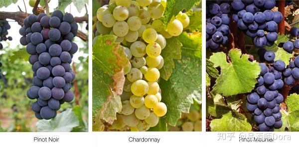 香槟葡萄品种——grape varieties