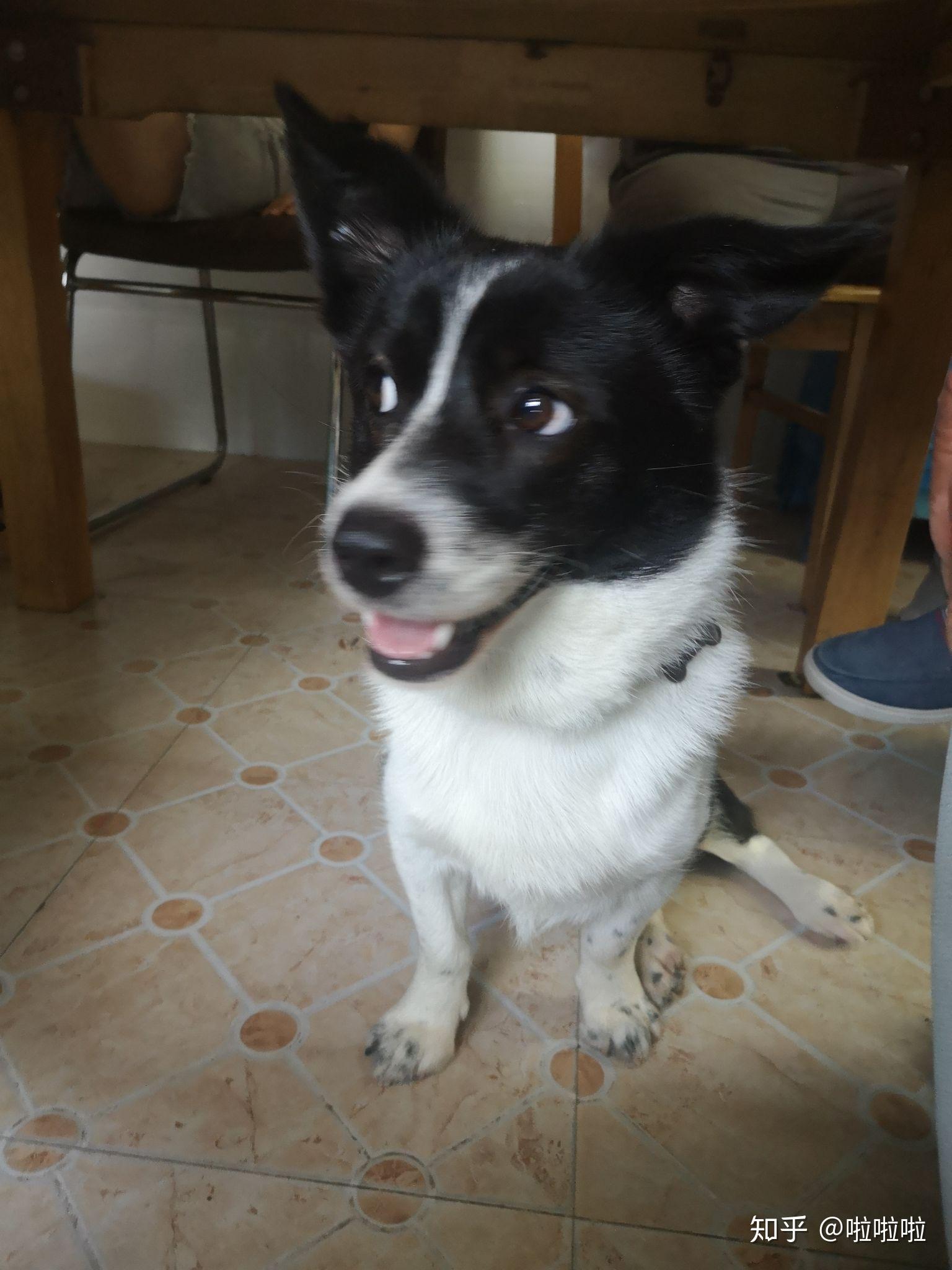 串串狗怎么分辨品种? - 知乎