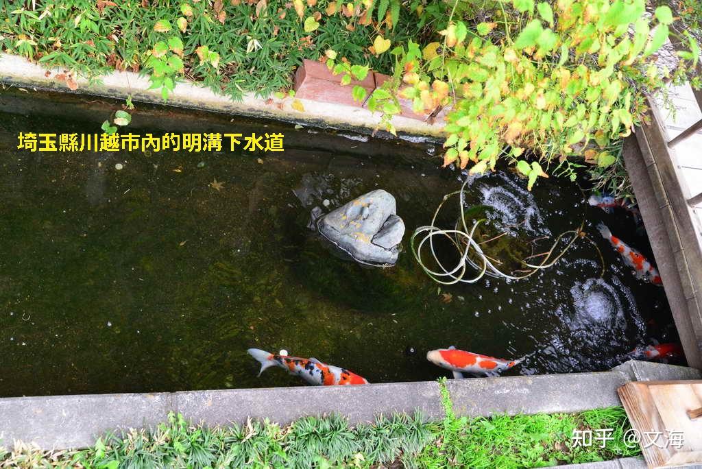 日本各地的无盖式下水道没臭味而且水清得里面的鱼清晰可见的原因图