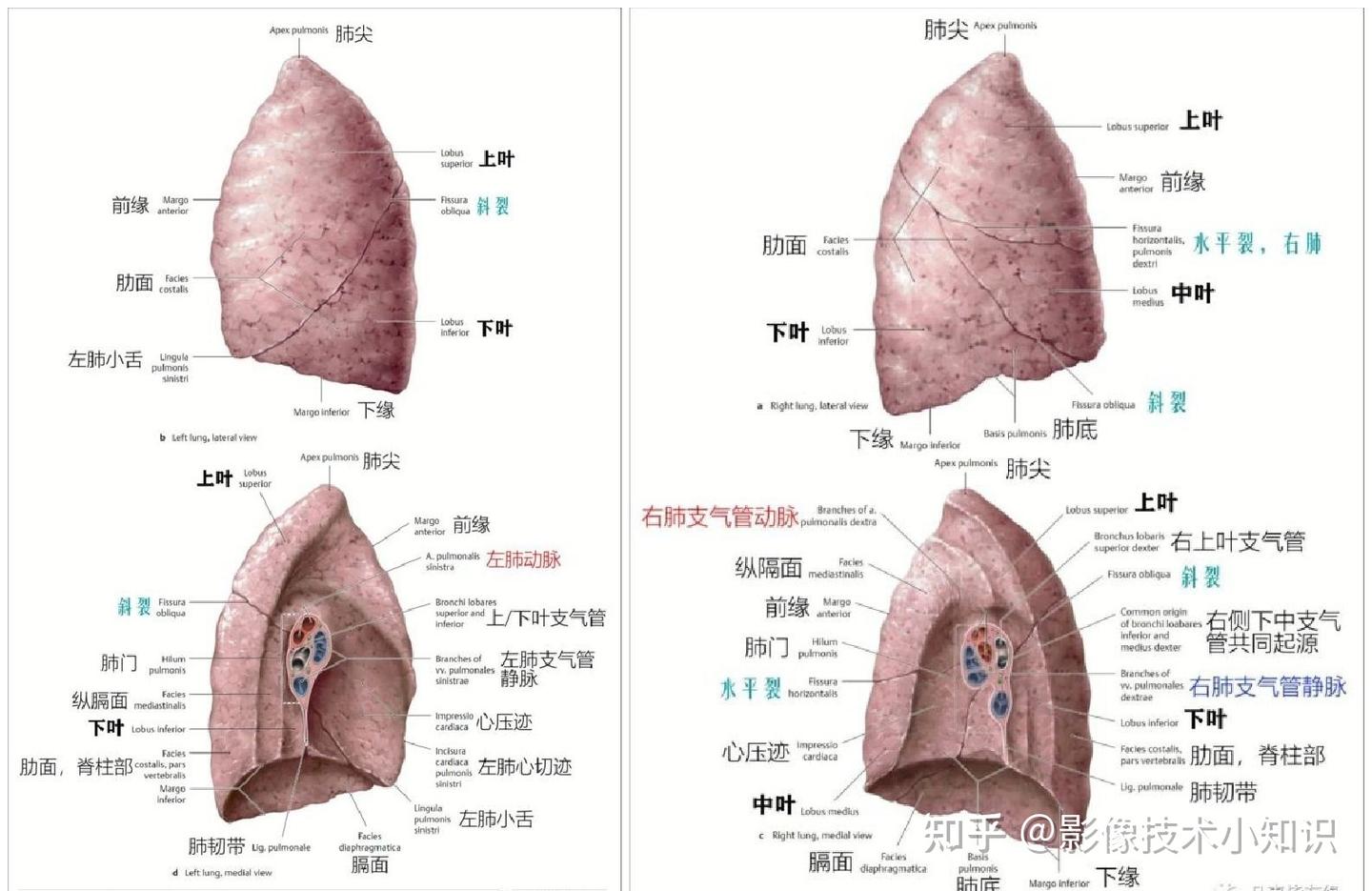 怎么在ct上识别肺的分段和支气管 知乎 