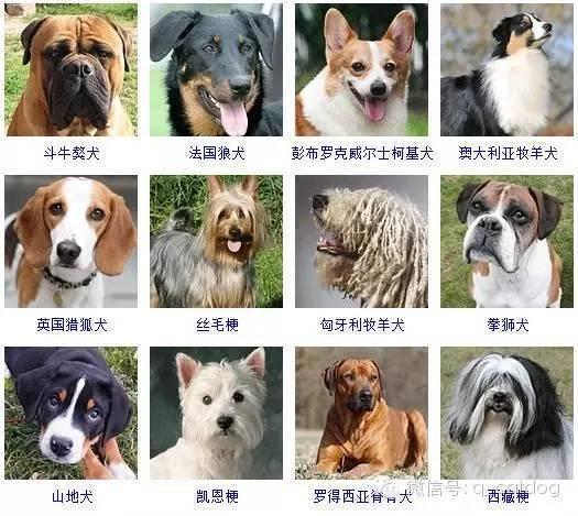 178种狗狗,你认识多少? - 知乎