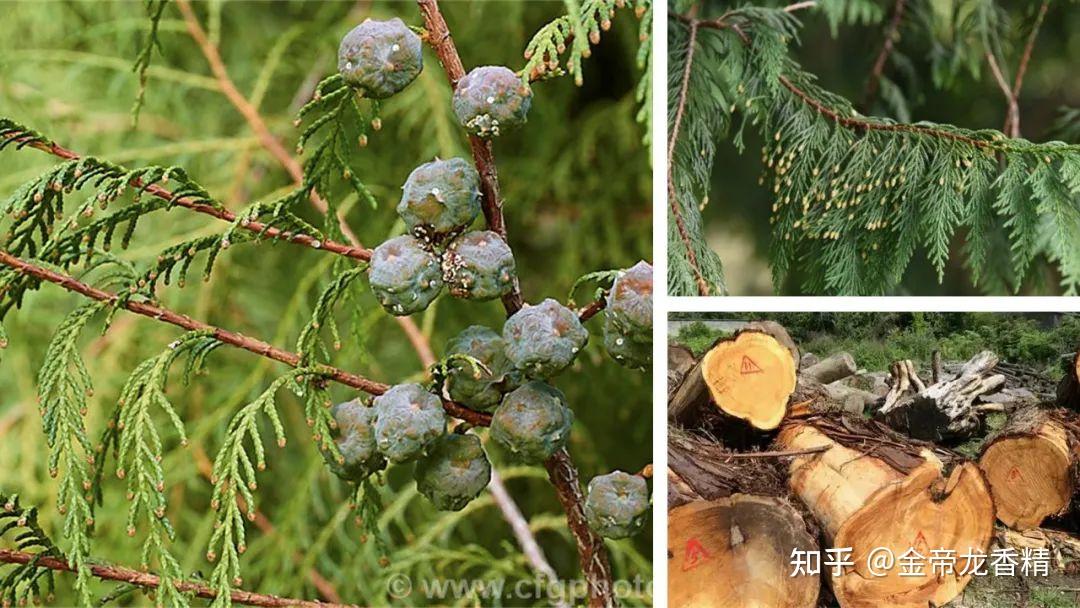 香精与香料(106)—柏木 - 知乎