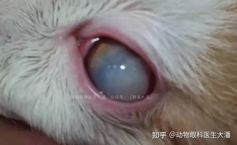 猫角膜水肿发白眼睛水肿发白的治疗