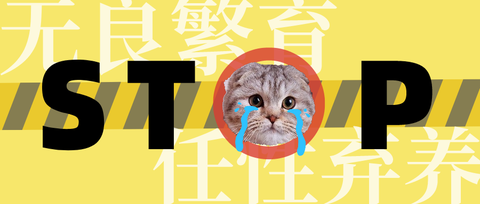 fm因为周扬青有钱,她的折耳猫活到了16岁(真的不要再购买和繁殖折耳了