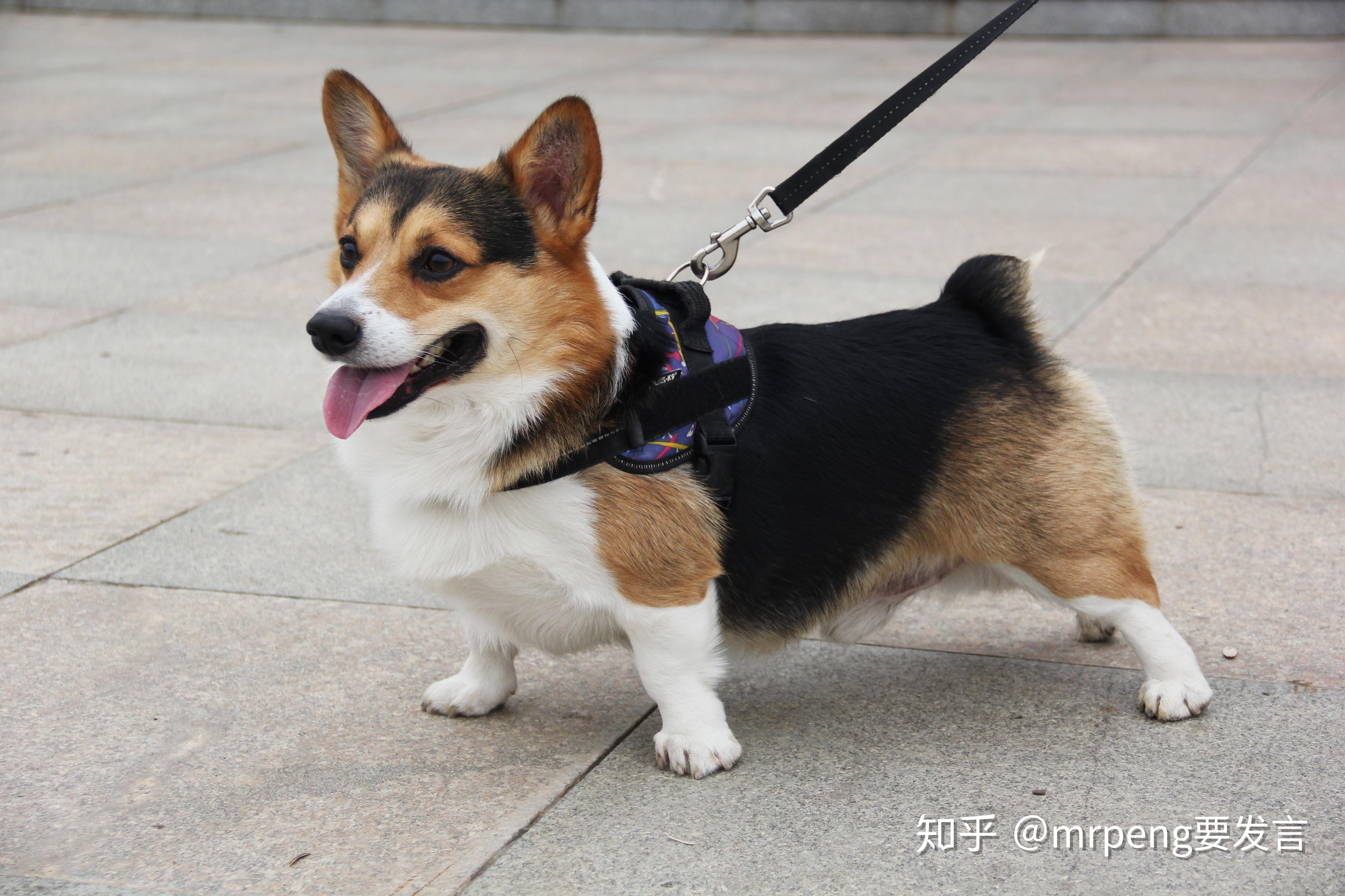 柯基长大是需要过皮肤病这关吗