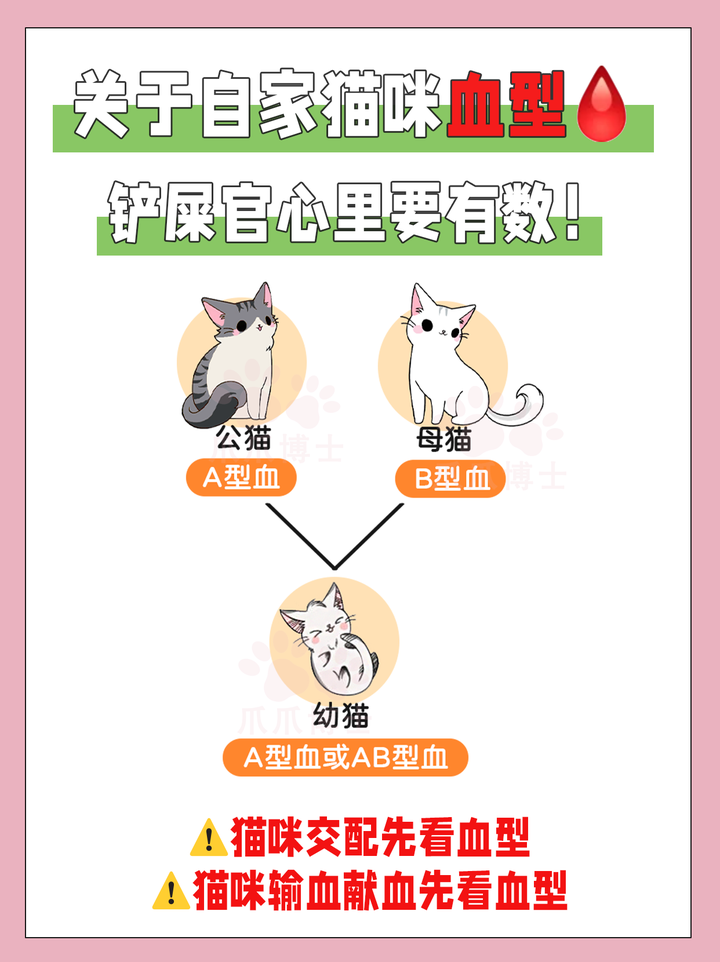 猫咪血型知多少输血献血+猫咪配种 - 知乎