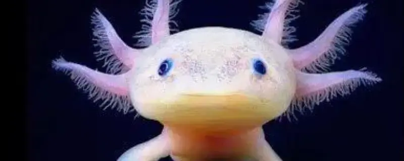 Axolotl