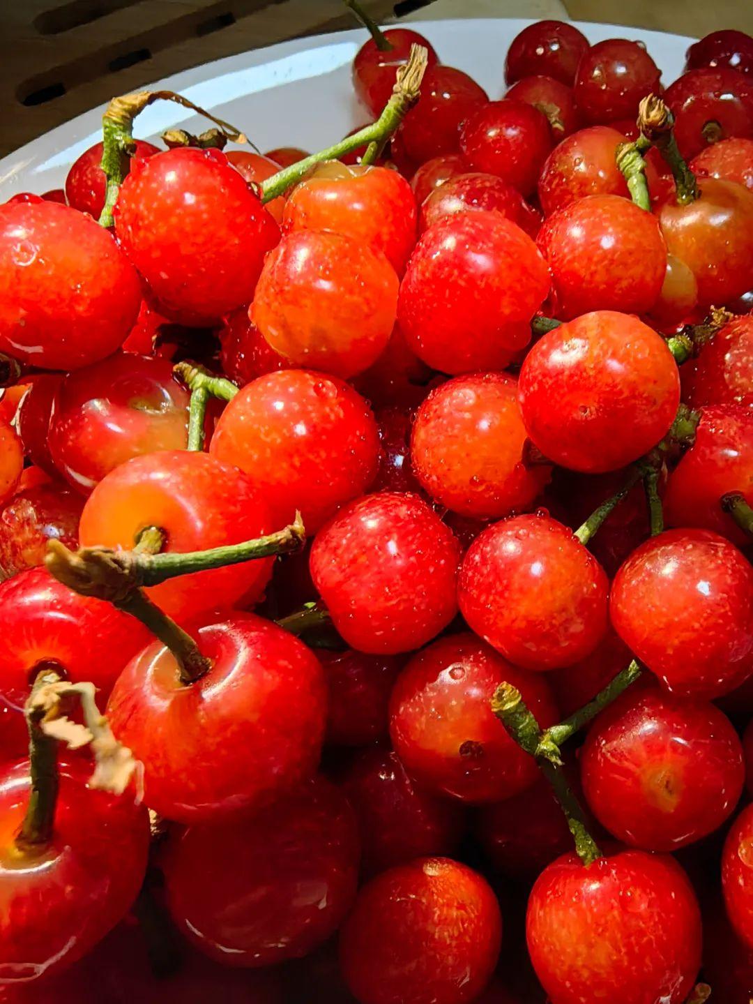 降价了樱桃好吃树难栽还得躲雪避霜防雹害