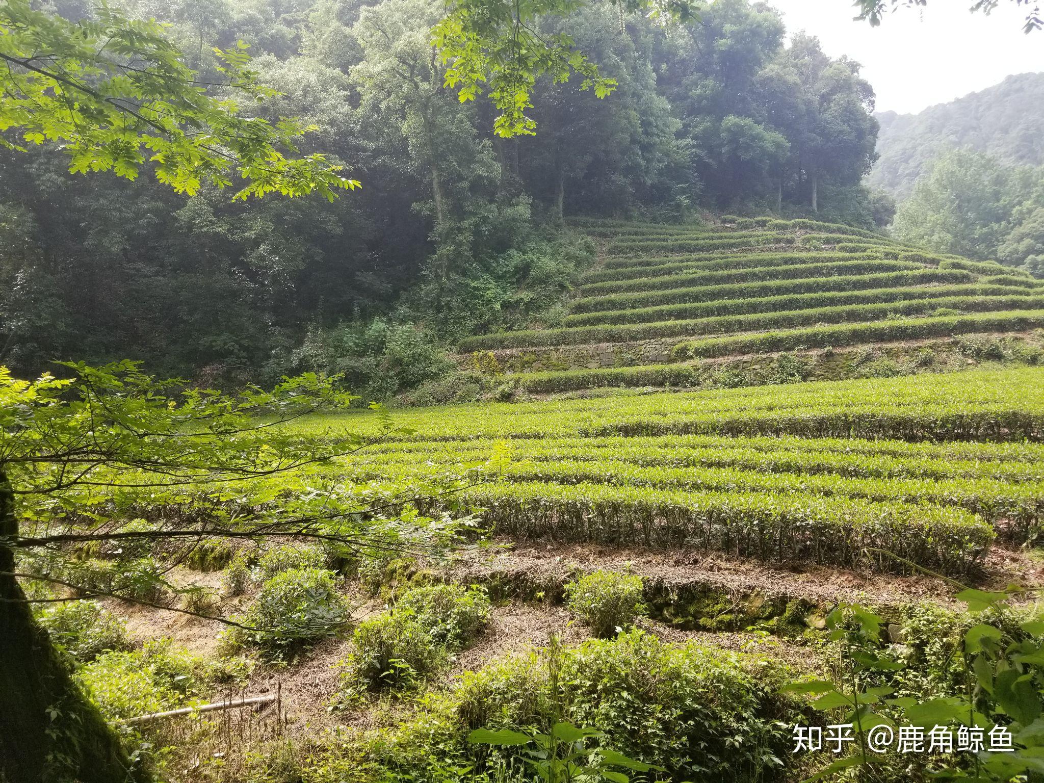 杭州有什么好玩的地方?