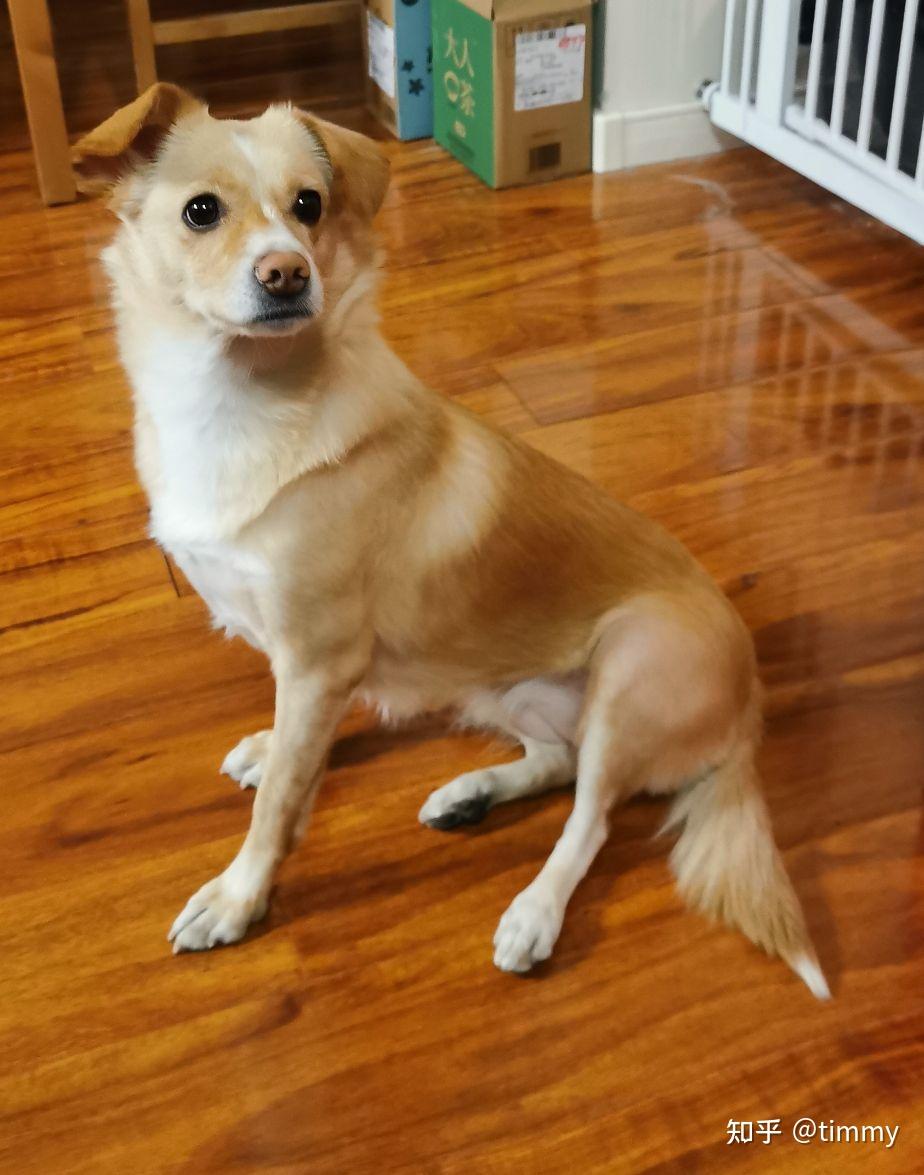 我家的串串狗长大会是什么样