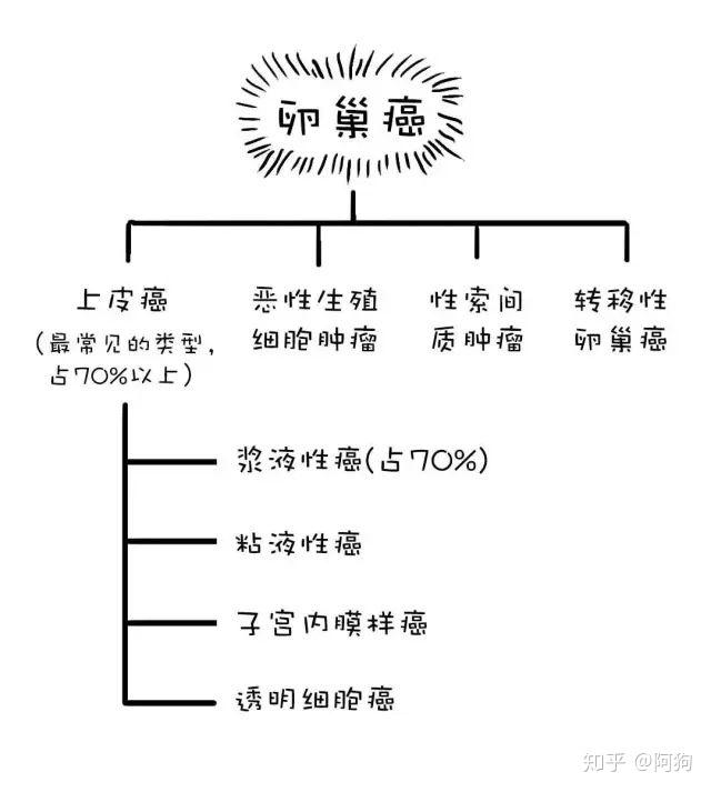 红枣般大小的卵巢,发生的恶性肿瘤林林总总有40多种.
