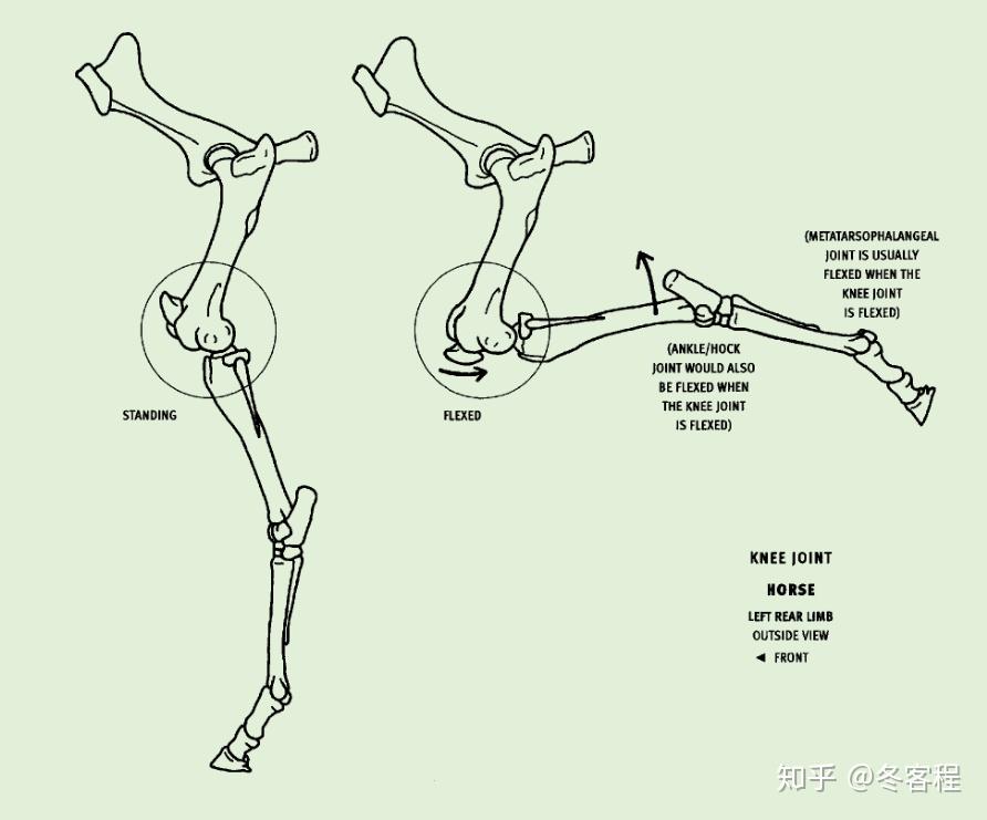 pronation旋前;supination旋后;有时候一些单独的骨头运动,难免会牵扯