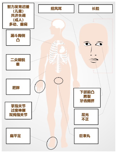 不完全显性图片