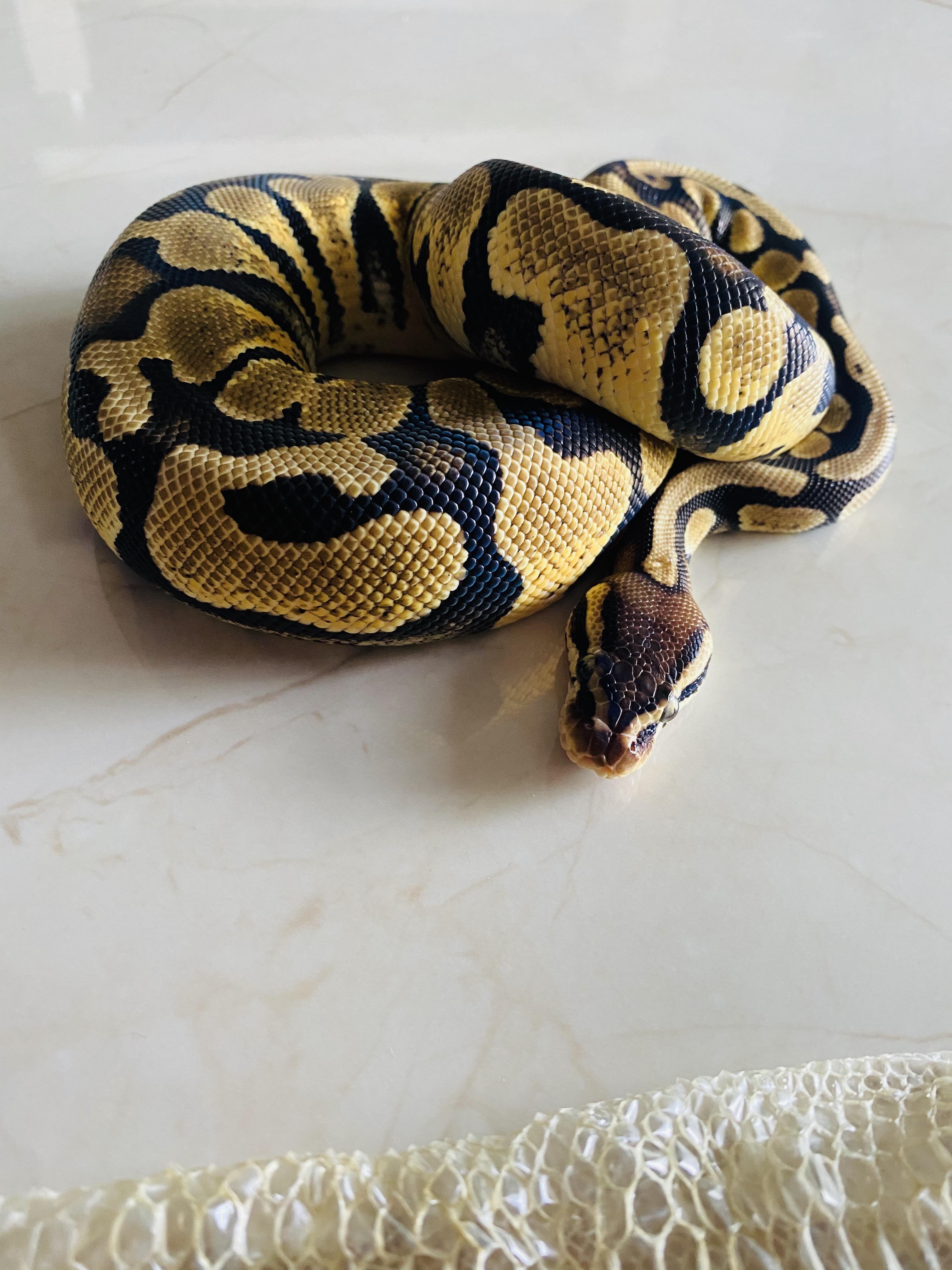 有哪些蛇是胖嘟嘟的