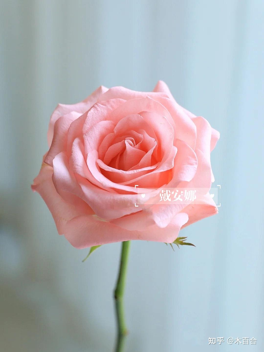 玫瑰品种? - 知乎